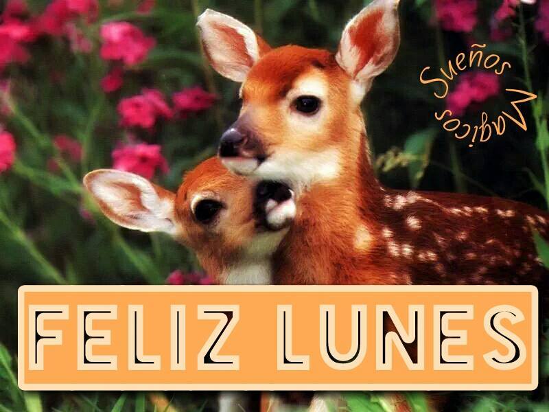 Feliz Lunes feliz inicio de semana 10