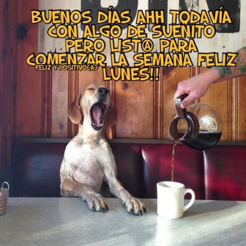 Feliz Lunes imágenes chistosas (2)