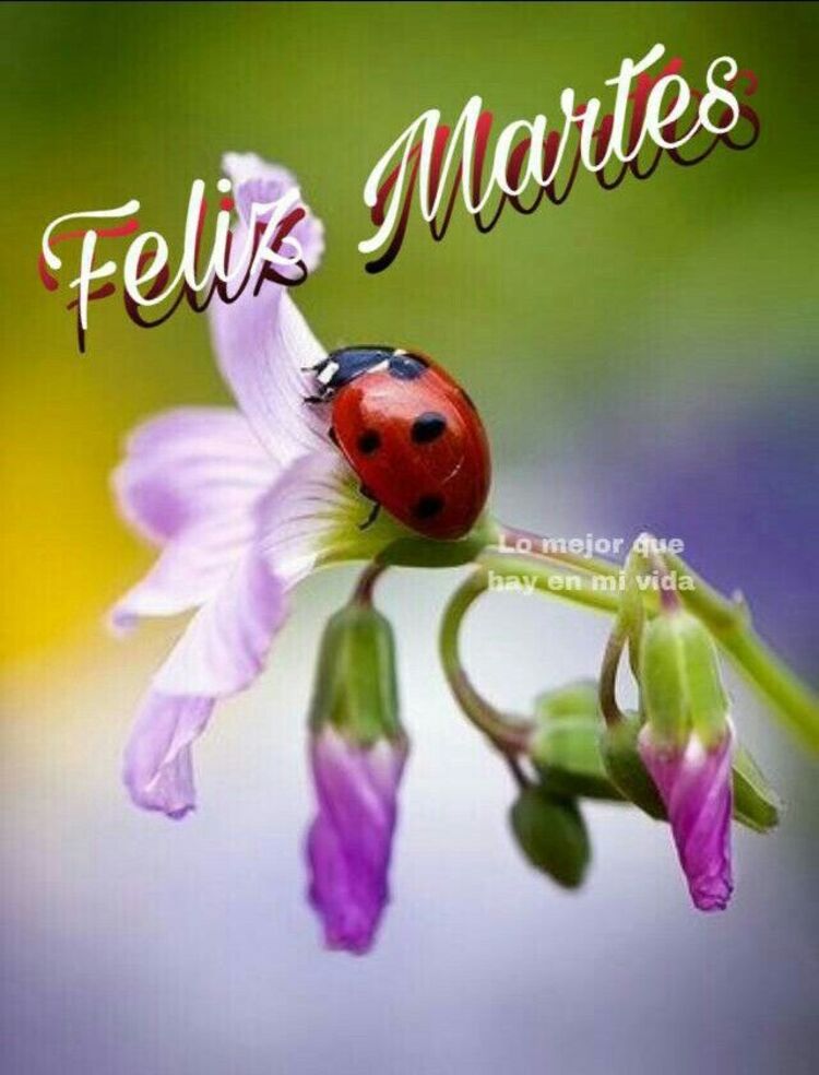 Feliz Martes 4