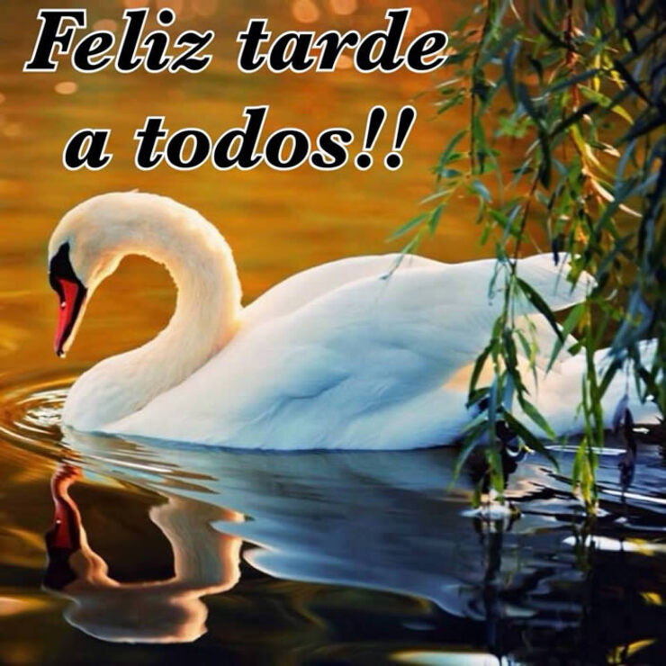 Feliz Tarde 1