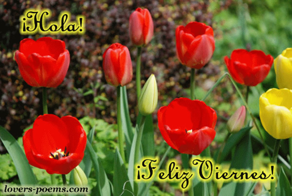 Feliz Viernes imágenes con flores para Facebook (4)