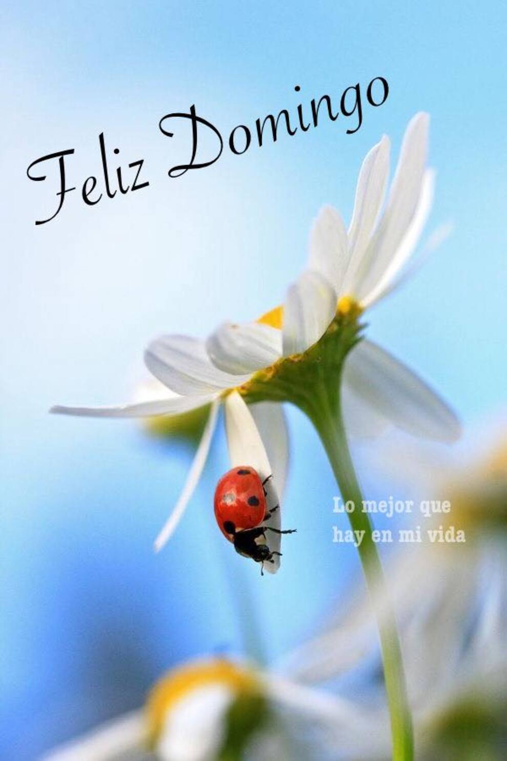 Frases y imágenes Feliz Domingo para Facebook 4