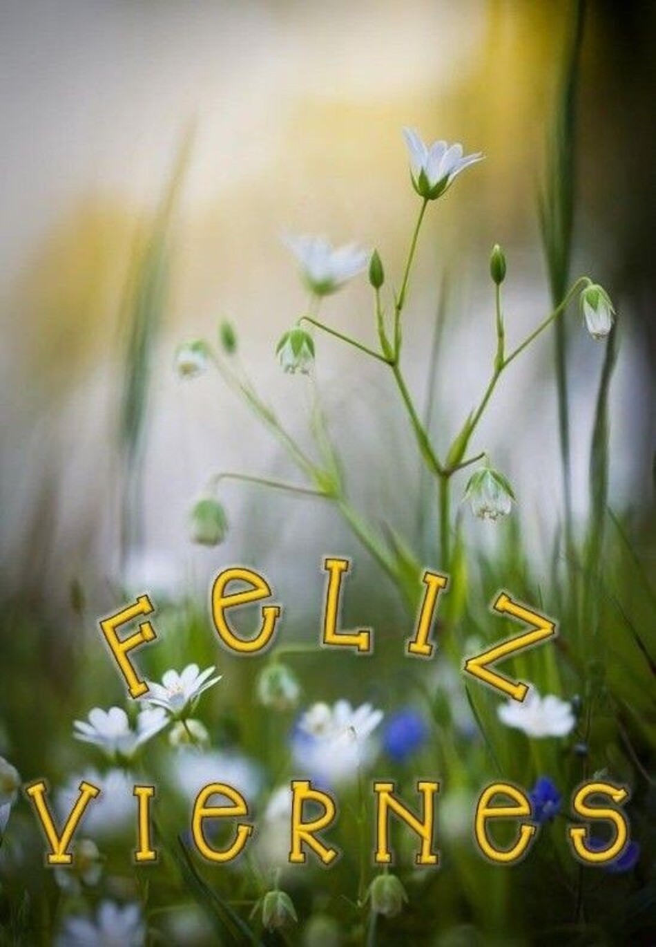 Frases y imágenes graciosas para Feliz Viernes 3