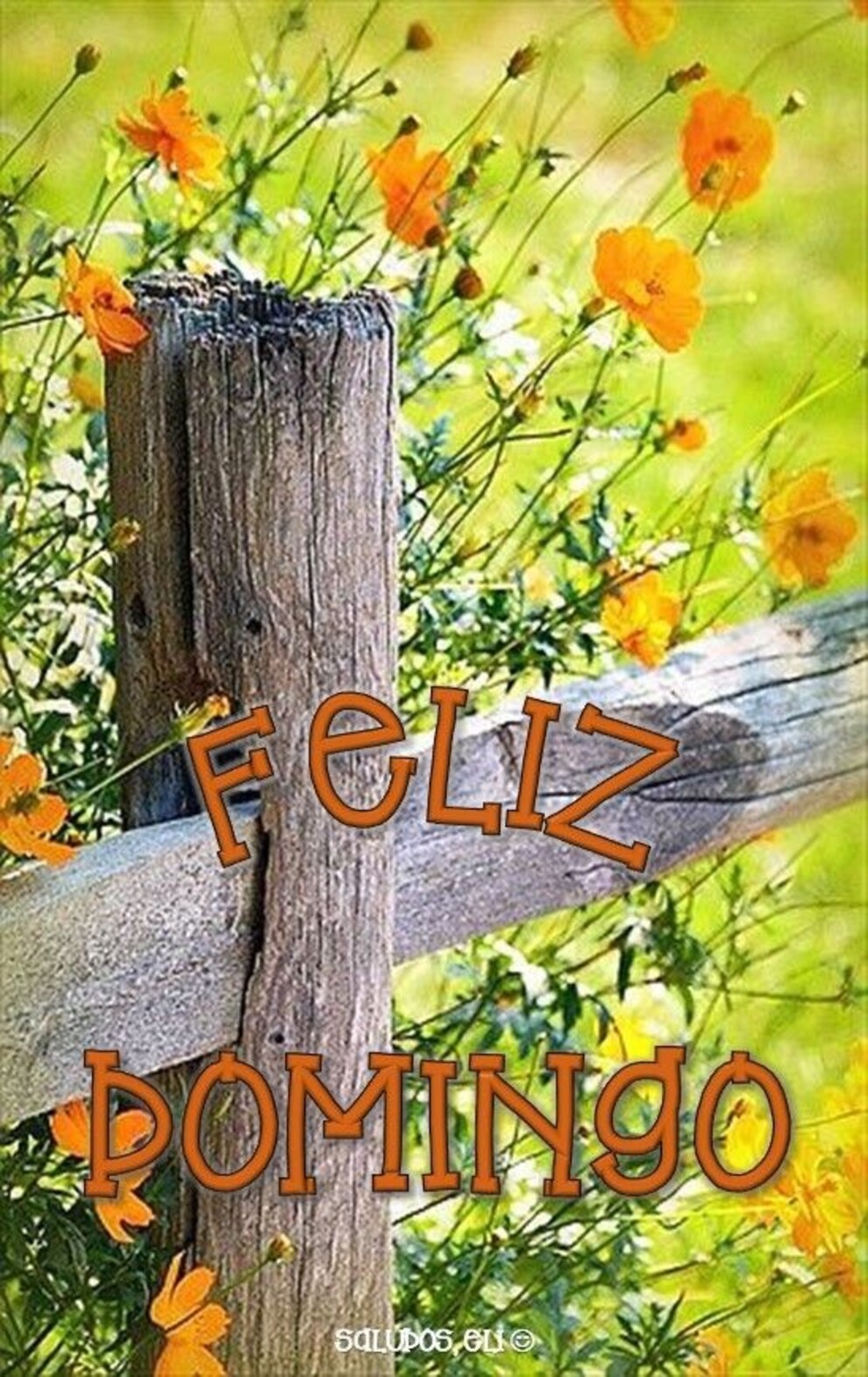 Frases y imágenes nuevas para Feliz Domingo Buen Día 3