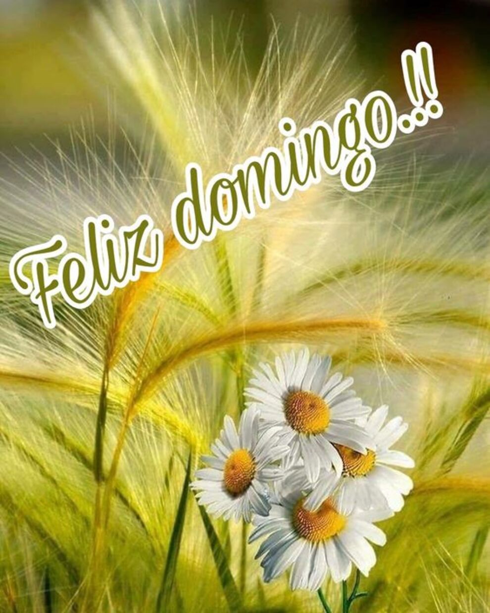 Hola amigos bellos Feliz Domingo para todos 2