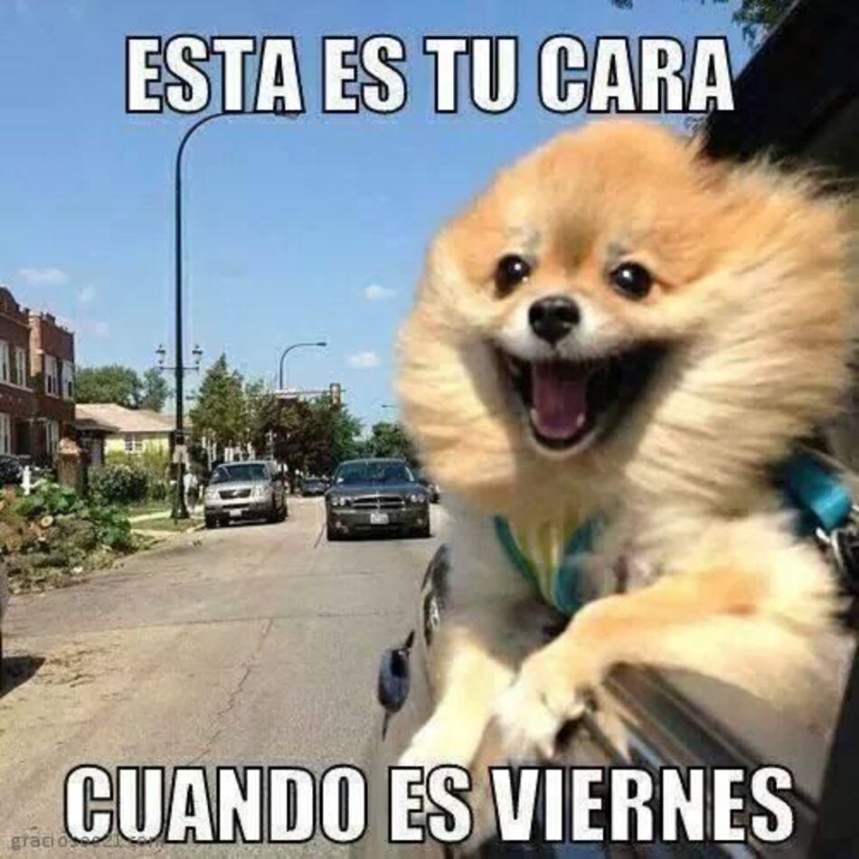 Imágenes chistosas Feliz Viernes Buen Día (5)