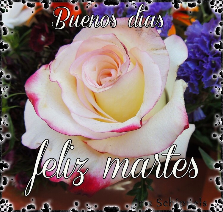 Imágenes de Feliz Martes con rosas (5)