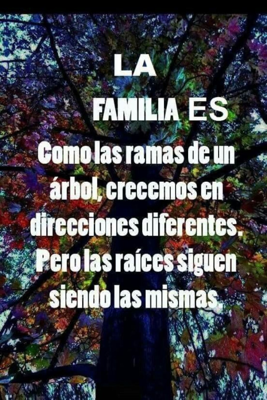 Lindas frases sobre la Familia (6)