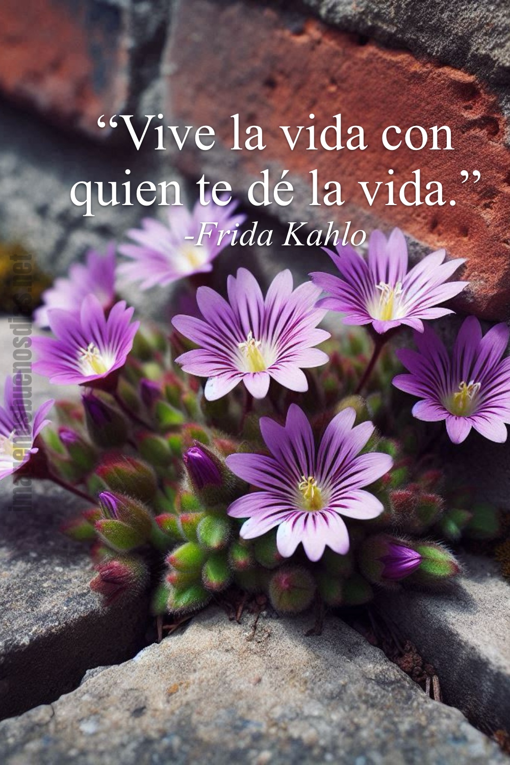 Las frases mas bonitas de Frida Kahlo